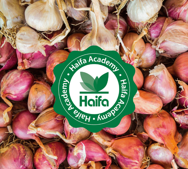 Improve your Onion & Garlic crops nutrition using Multicote™ Agri